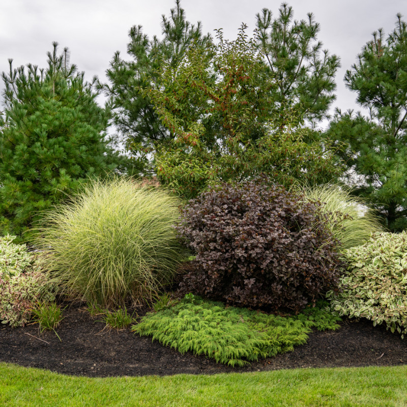 bush and tall grasses