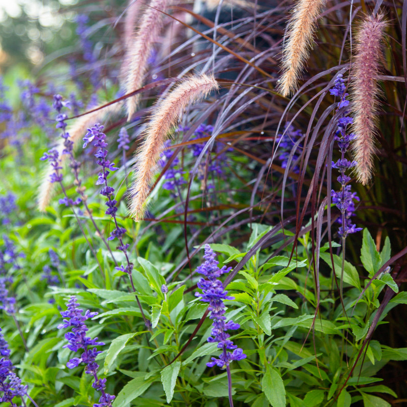 long decorative grass